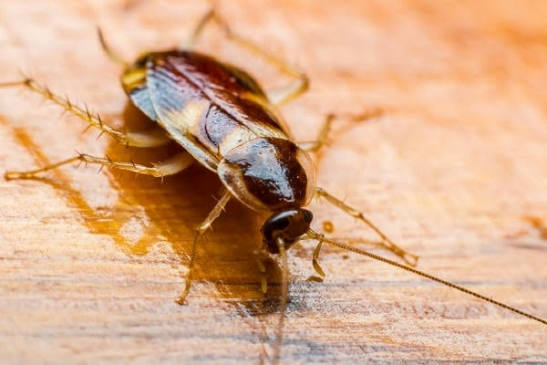 Close-up macro photo of cockroaches pest