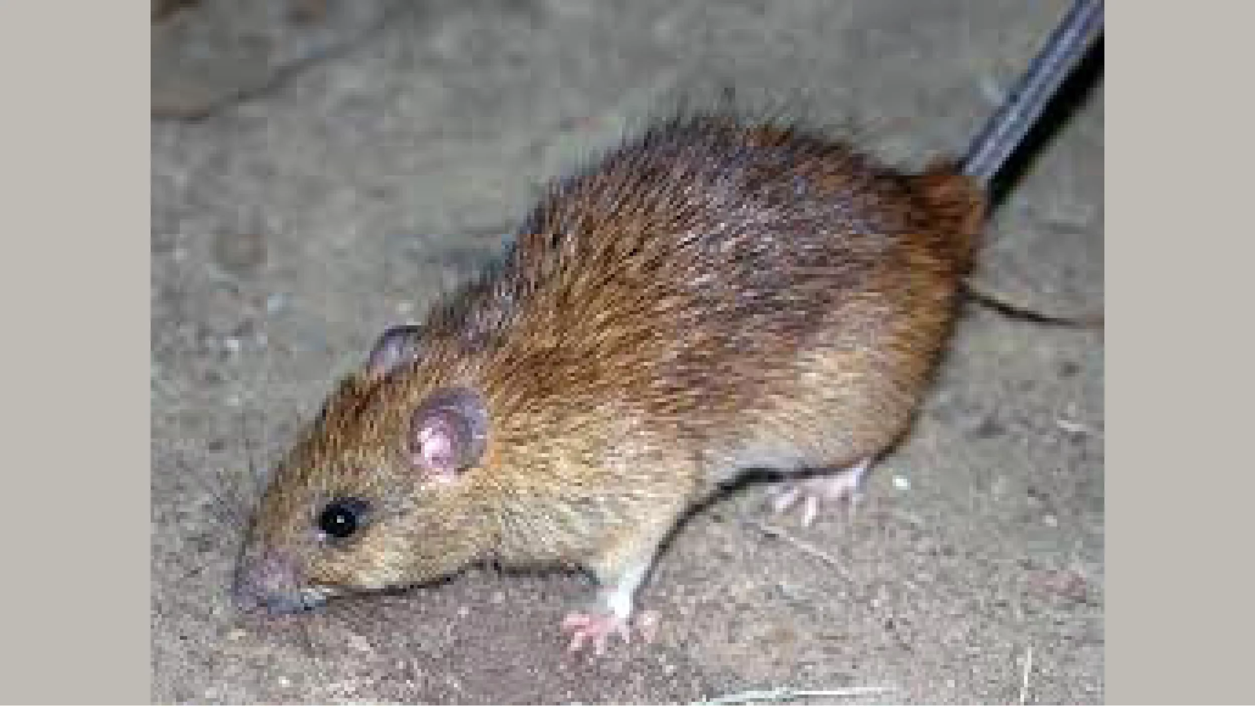 Close-up macro photo of rodents pest