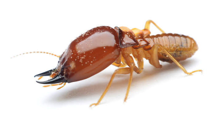 Close-up macro photo of termites pest