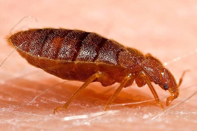 Close-up macro photo of bed bugs pest