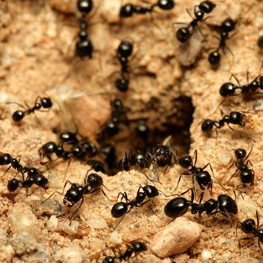 Close-up macro photo of ants pest