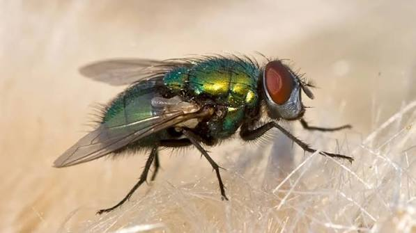 Close-up macro photo of flies pest