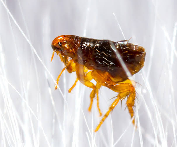 Close-up macro photo of fleas pest